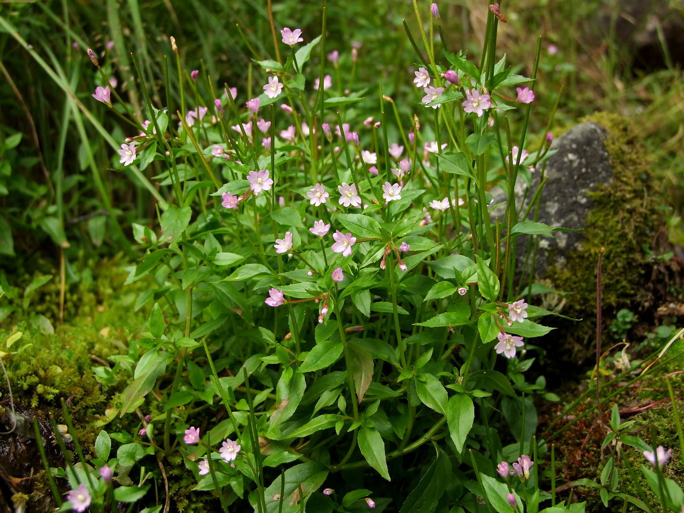 Image of Epilobium hornemannii specimen.