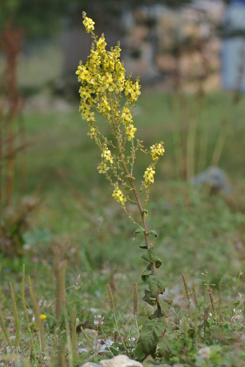 Изображение особи Verbascum laxum.