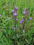 Gentianella lingulata