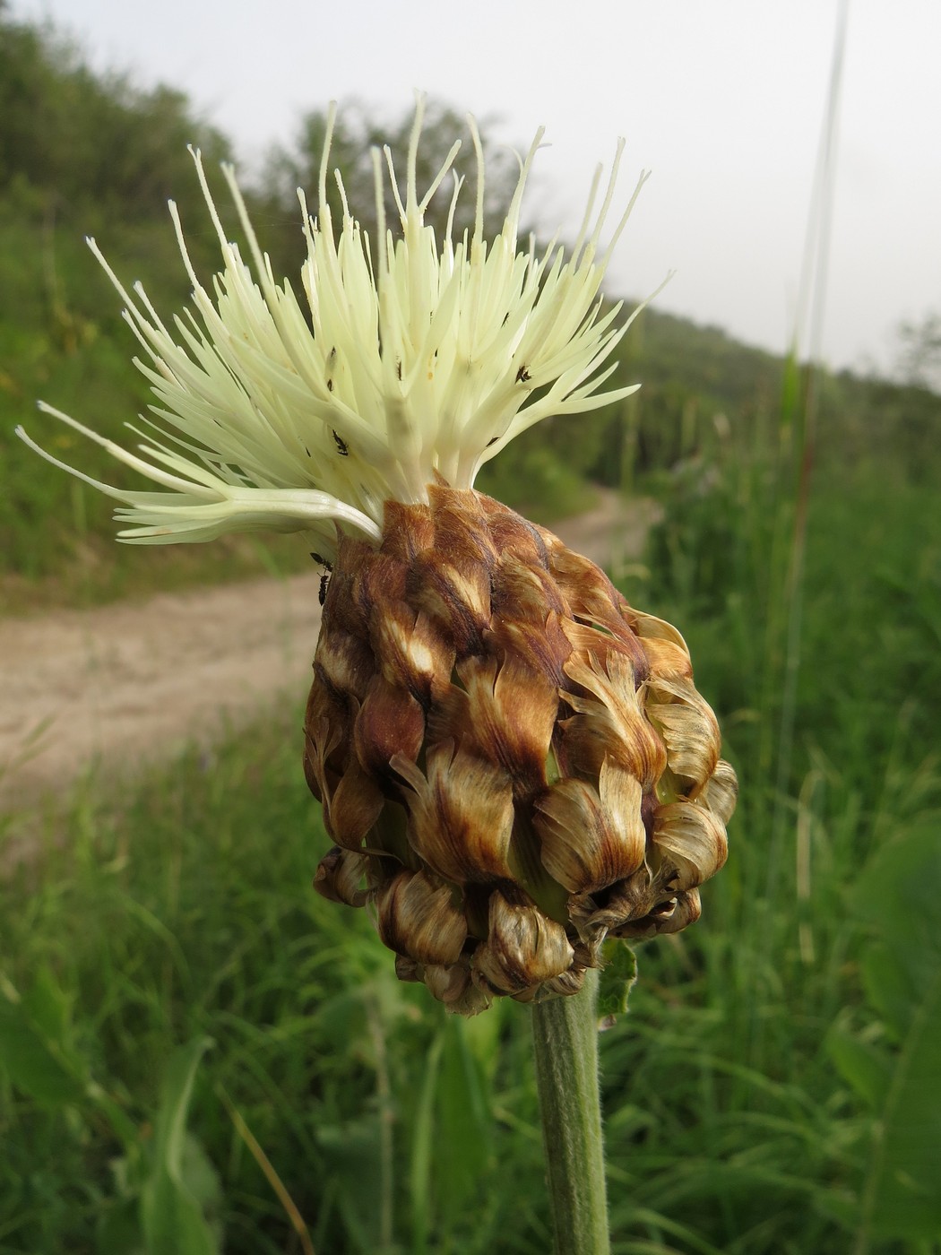 Изображение особи Stemmacantha integrifolia.