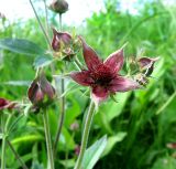 Comarum palustre