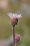 Image of taxon representative. Author is Владимир Эпиктетов