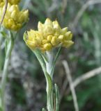 Helichrysum subspecies barrelieri