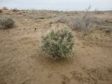 Astragalus ammodendron