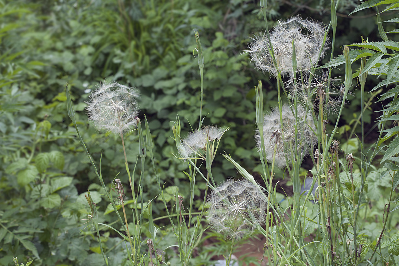 Изображение особи Tragopogon vvedenskyi.