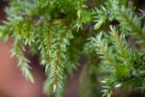 Climacium dendroides