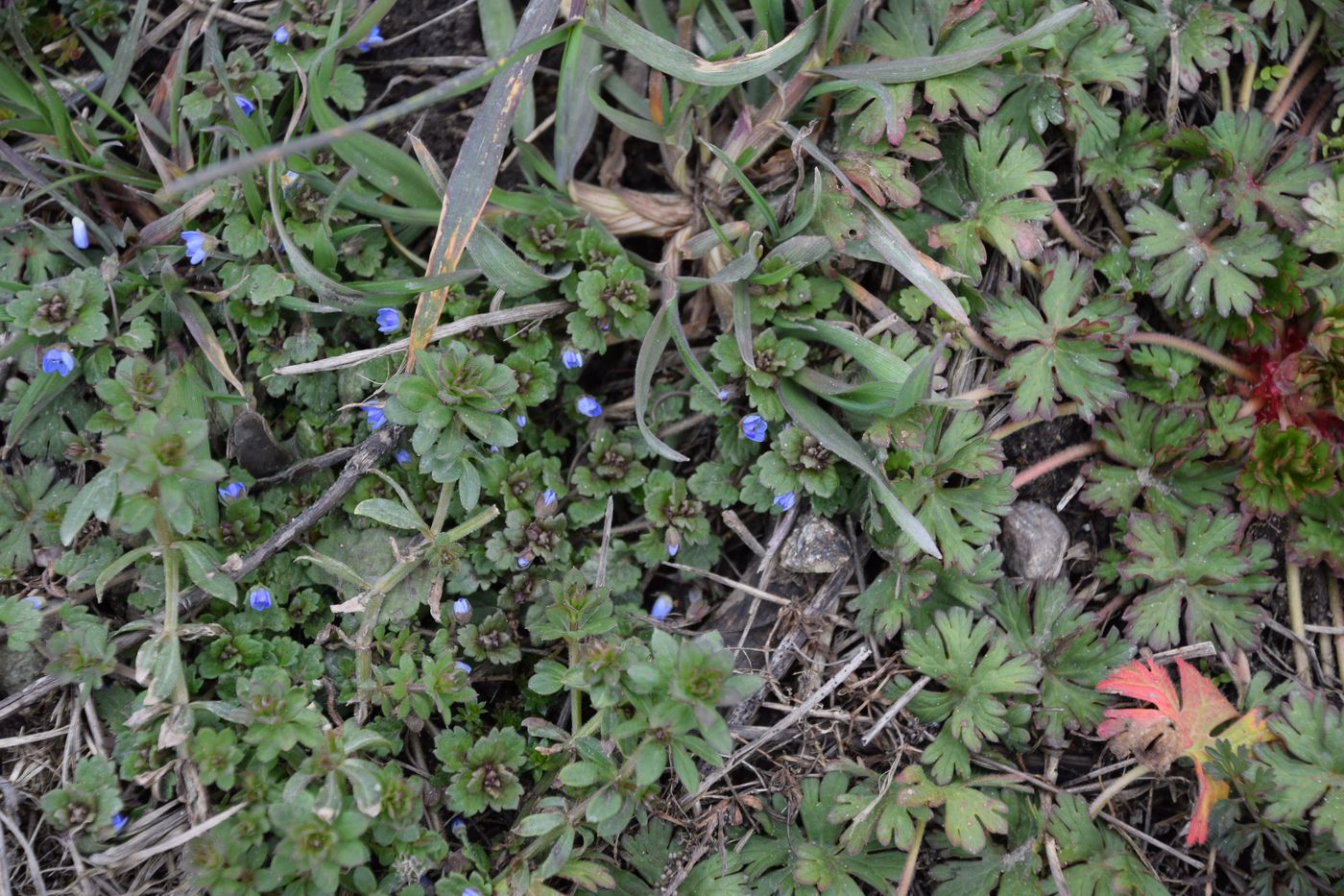 Image of Veronica polita specimen.