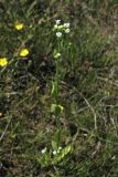 Samolus valerandi. Верхушка цветущего растения. Нидерланды, Северное море, о-в Схирмонниког, влажная долина между приморскими дюнами. 13 июня 2009 г.