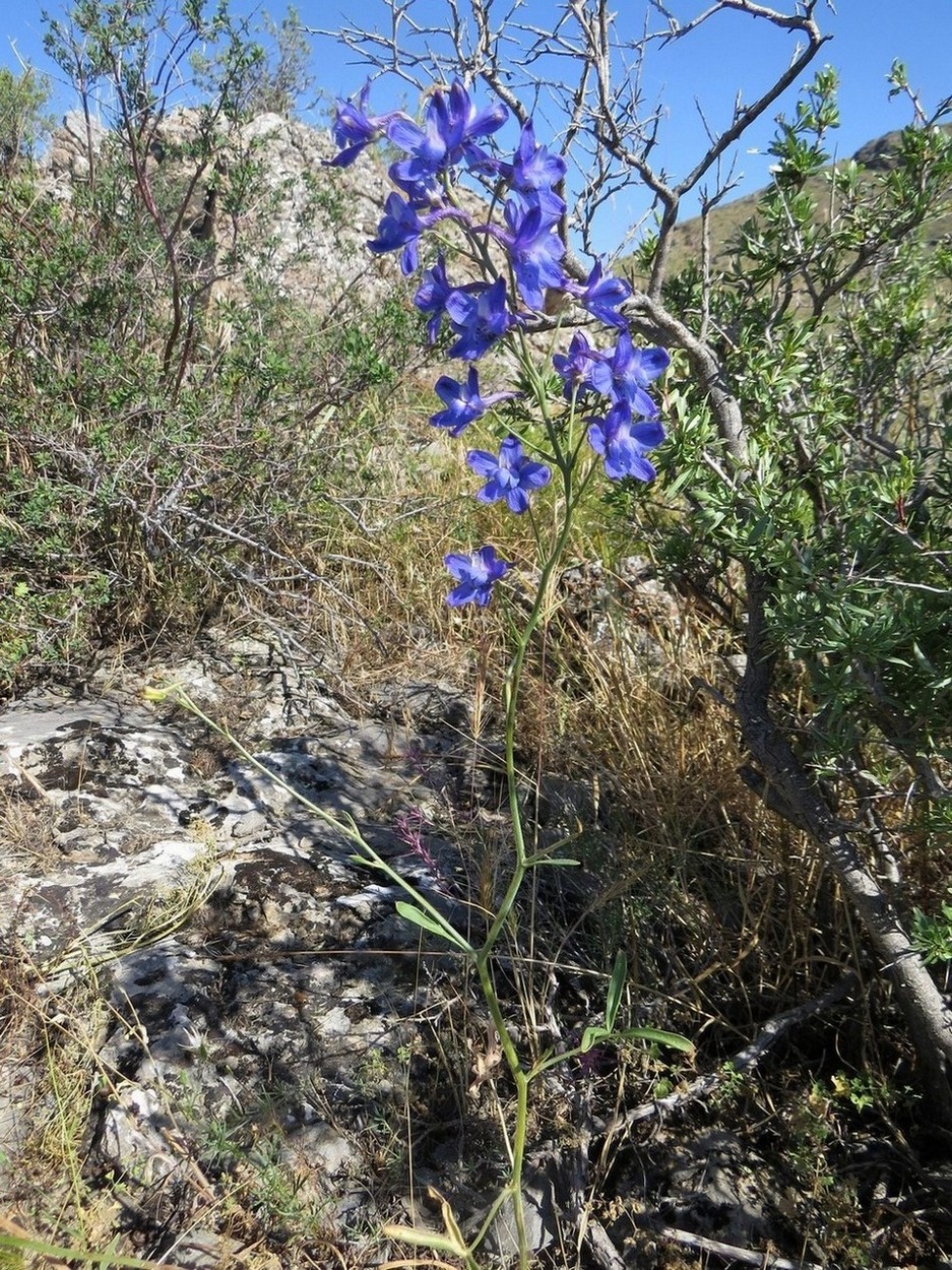 Изображение особи Delphinium longipedunculatum.