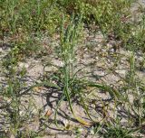 Ornithogalum narbonense