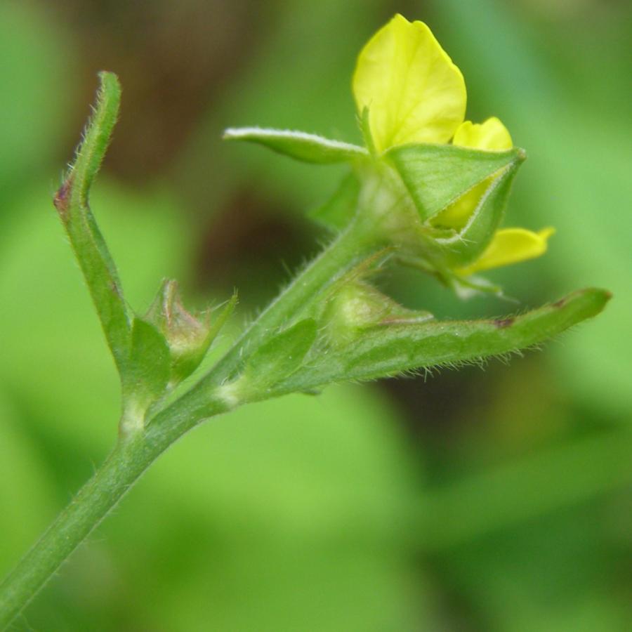 Изображение особи Geum urbanum.