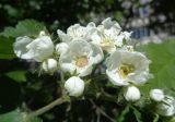 Crataegus submollis. Соцветие. Тверская обл., г. Тверь, Пролетарский р-н, просп. 50 лет Октября, в озеленении. 18.05.2019.