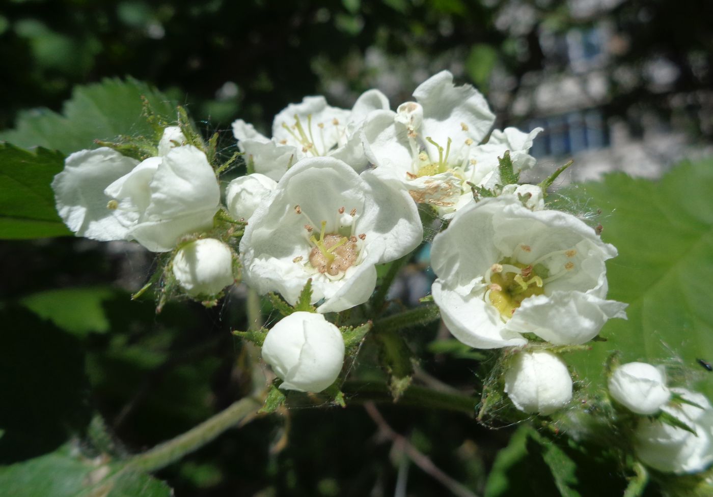 Изображение особи Crataegus submollis.