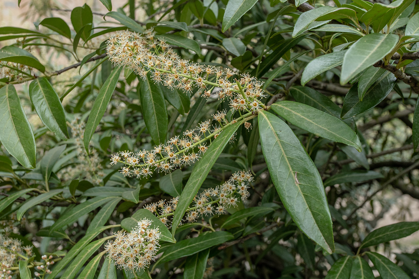 Image of Lauro-cerasus officinalis specimen.