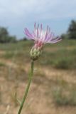 Centaurea odessana. Верхушка побега с соцветием. Крым, Керченский п-ов, Казантипский залив, окр. с. Нижнезаморское, зарастающие приморские пески. 25.06.2019.