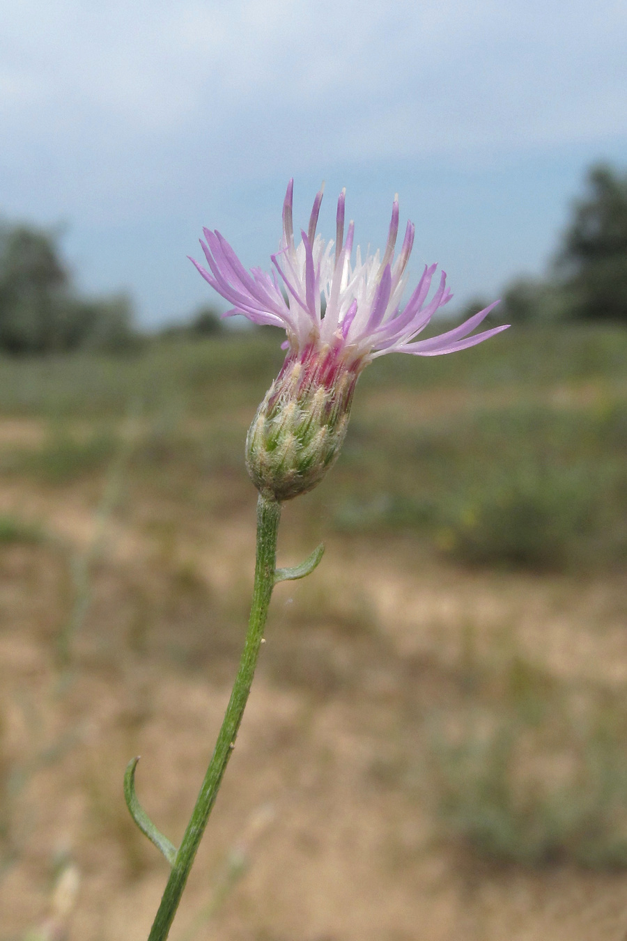 Изображение особи Centaurea odessana.