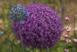 Allium caeruleum. Соцветие в начале цветения на фоне соцветия Allium 'Ambassador'. Костромская обл., Судиславский р-н, дер. Антипино, в культуре. 03.07.2019.