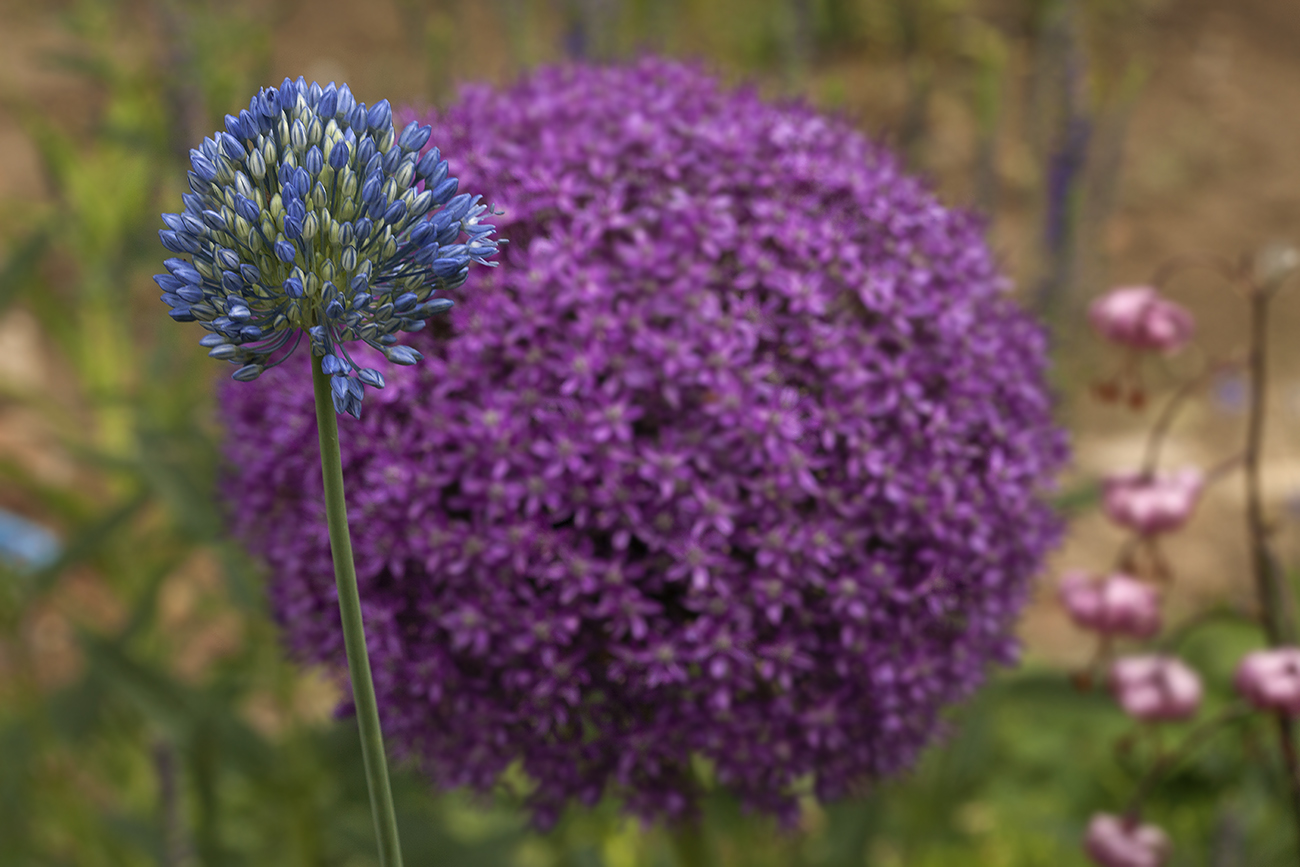 Image of Allium caeruleum specimen.