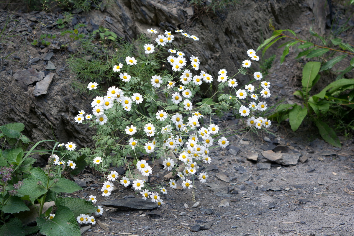 Изображение особи род Pyrethrum.