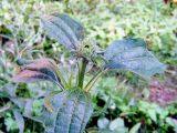 Echinacea purpurea