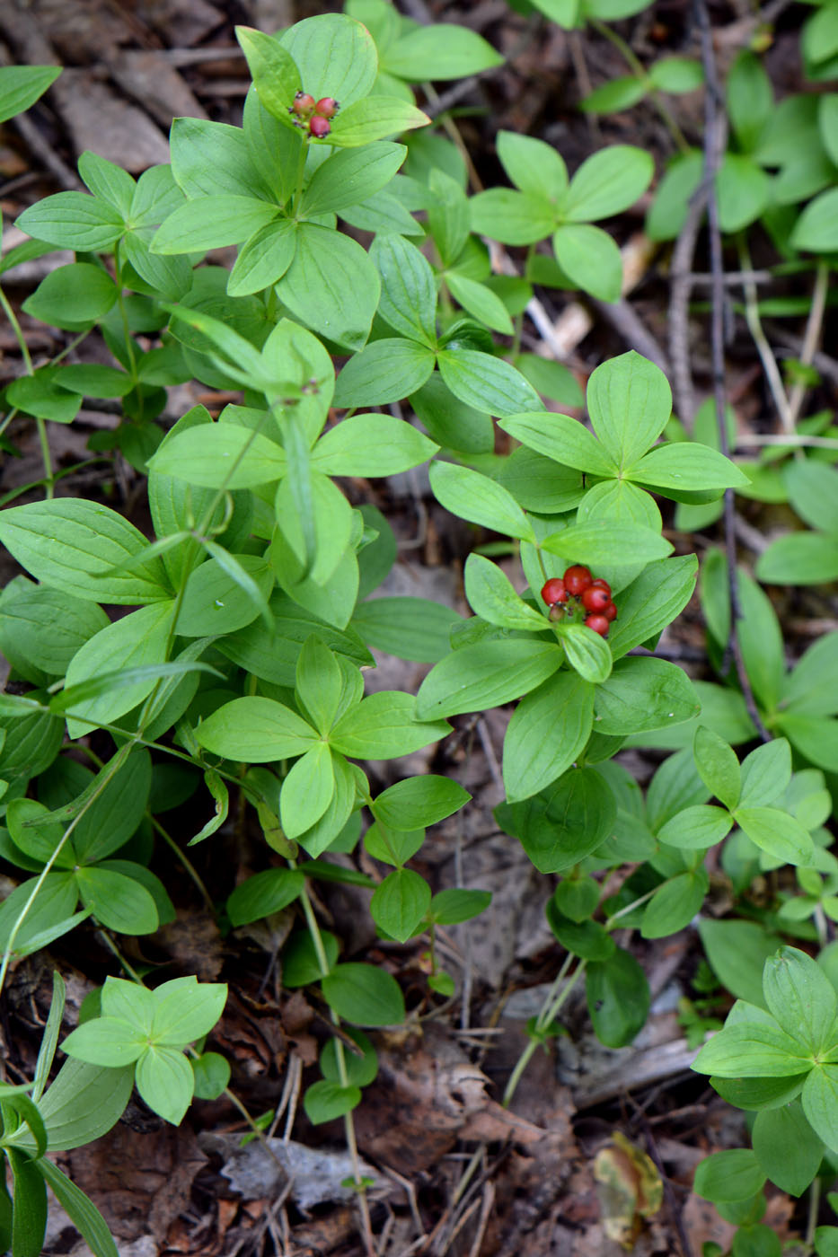 Изображение особи Chamaepericlymenum suecicum.