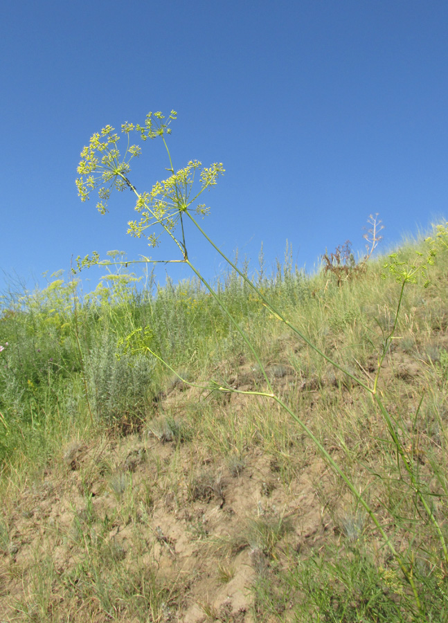 Image of Peucedanum morisonii specimen.