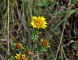 Inula britannica. Верхушка побега с соцветием. Челябинская обл., Верхнеуфалейский гор. округ, гора Аракуль, ≈ 500 м н.у.м., луг на опушке березняка. 02.08.2019.