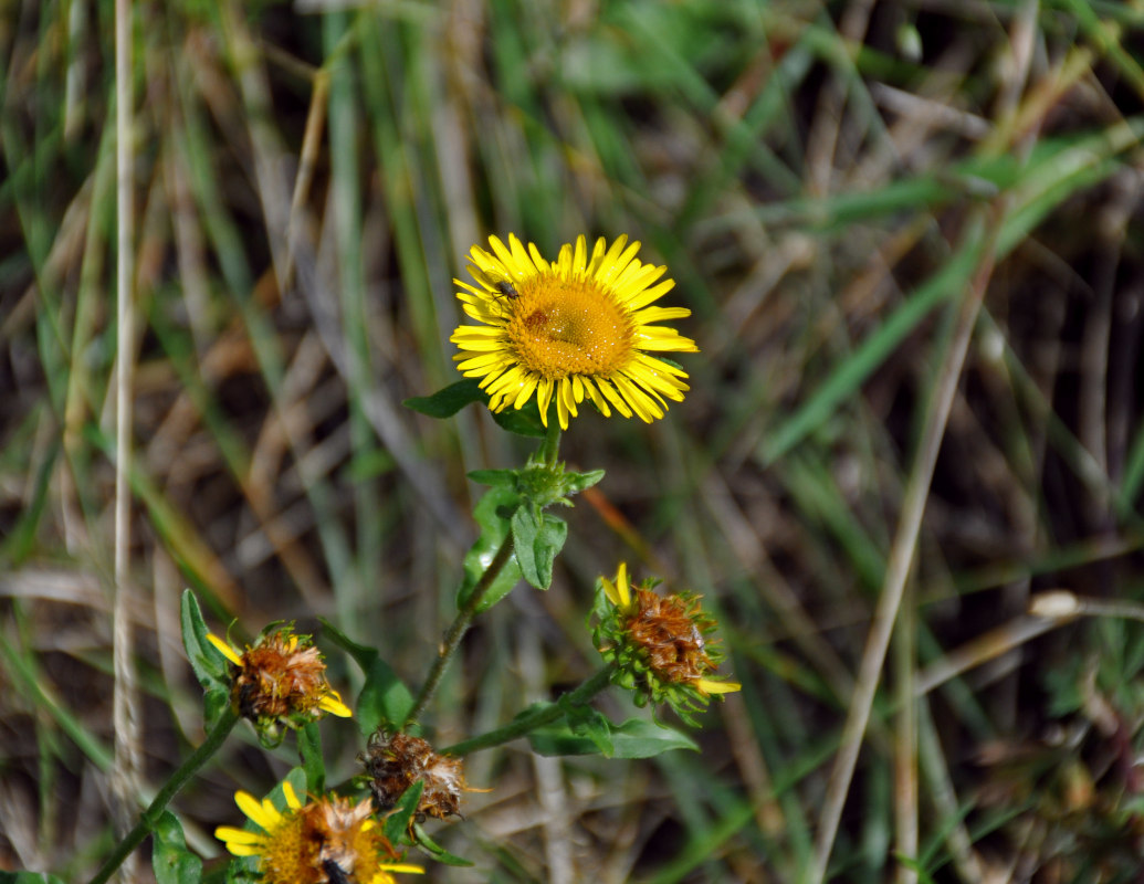 Изображение особи Inula britannica.