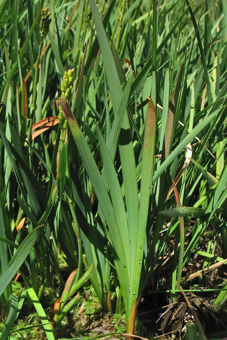 Image of Narthecium ossifragum specimen.