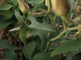 Lactuca tuberosa