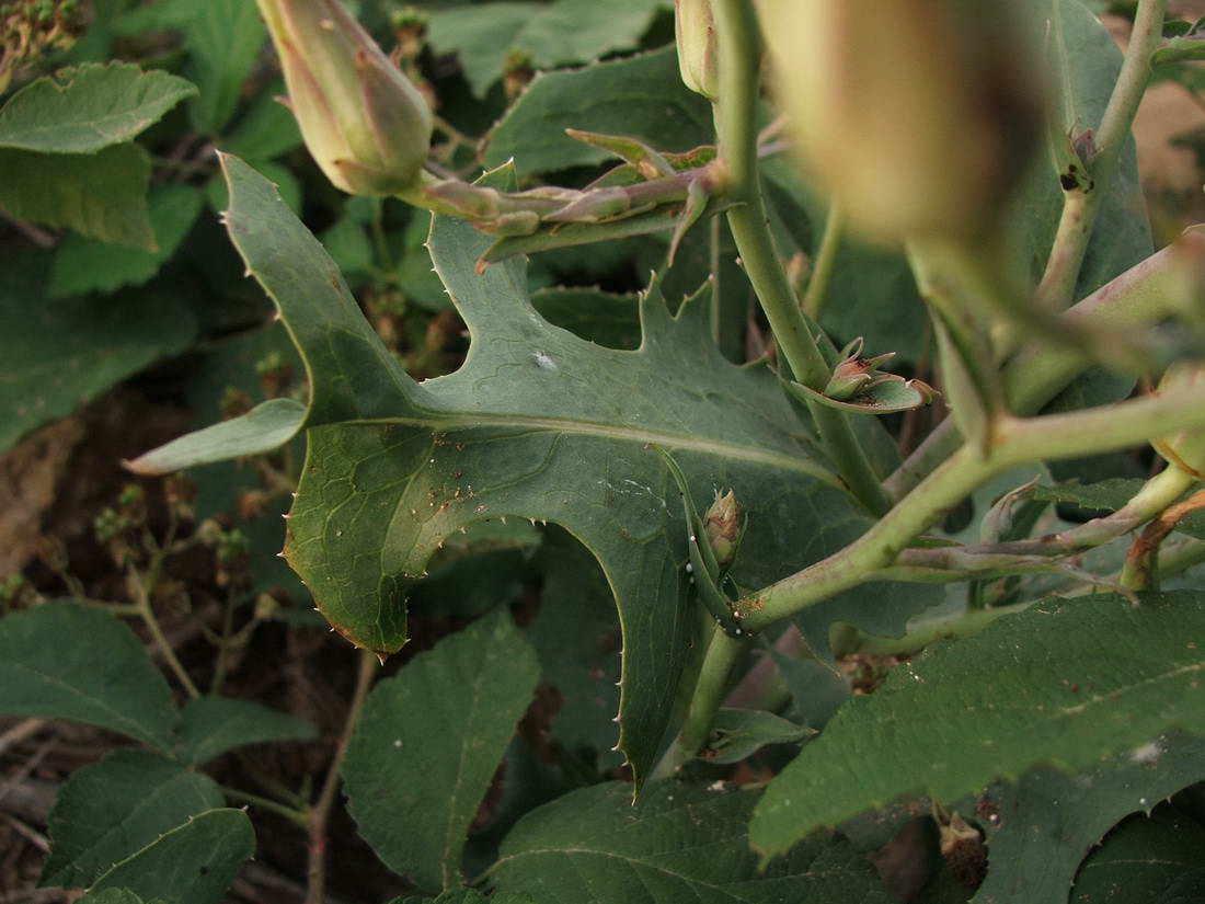 Изображение особи Lactuca tuberosa.