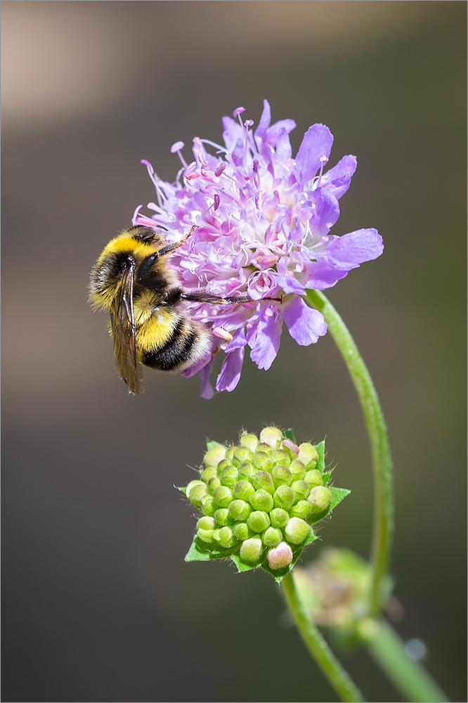 Изображение особи Knautia arvensis.