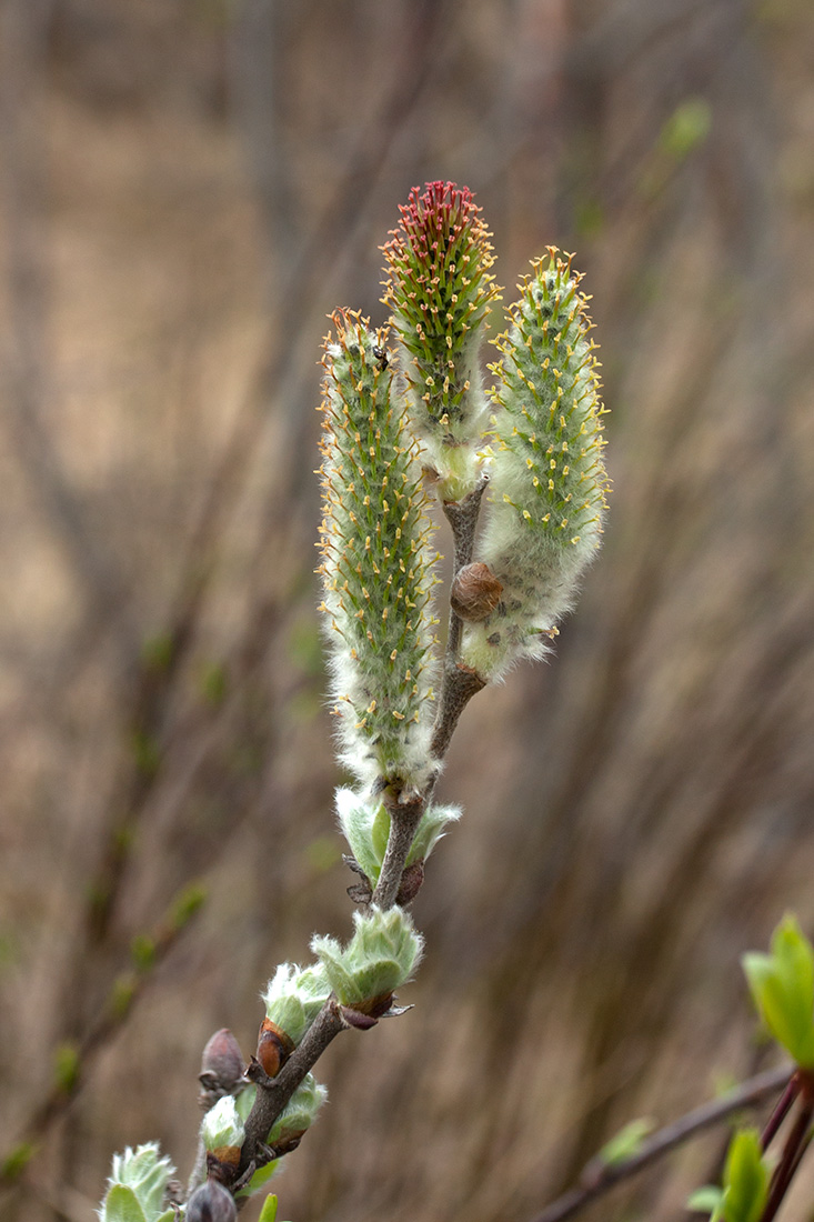 Image of Salix lanata specimen.