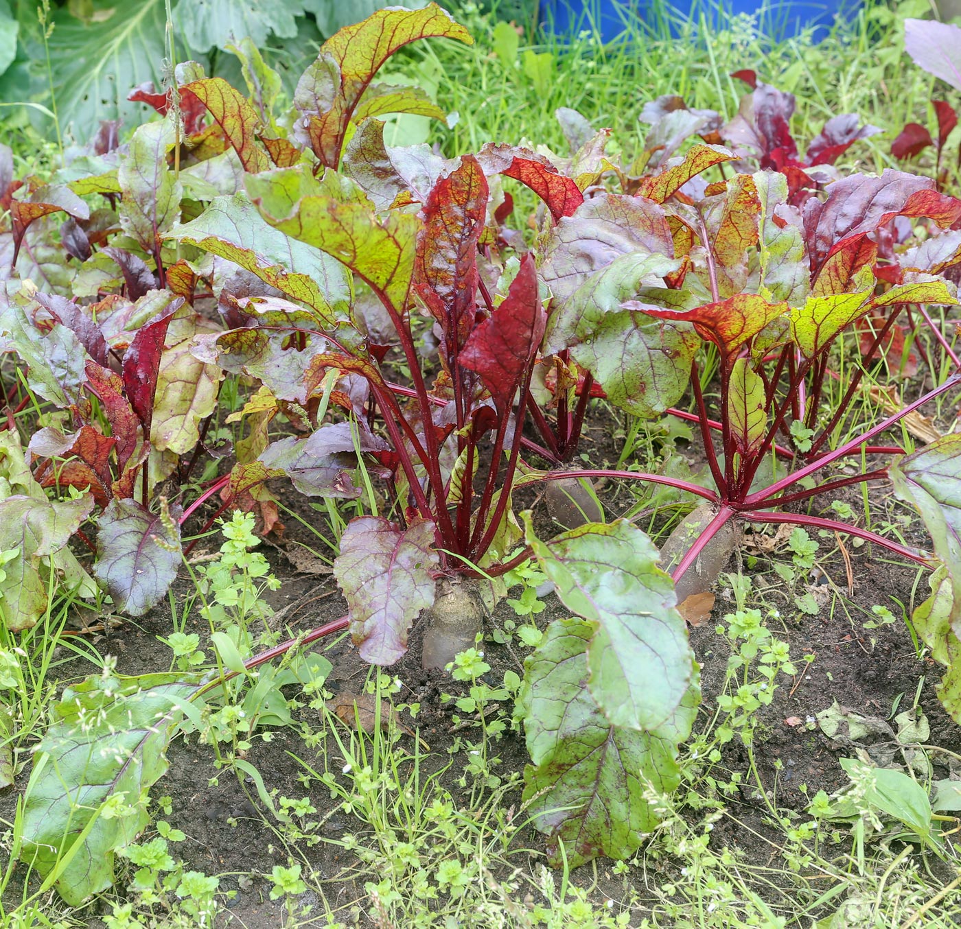 Image of Beta vulgaris specimen.