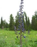 Delphinium elatum