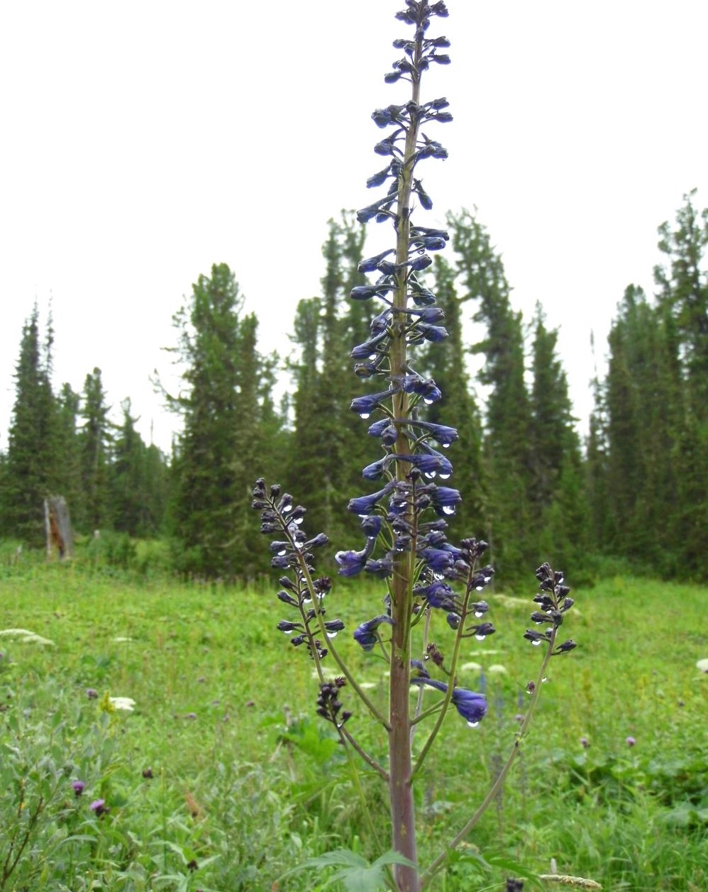 Image of Delphinium elatum specimen.