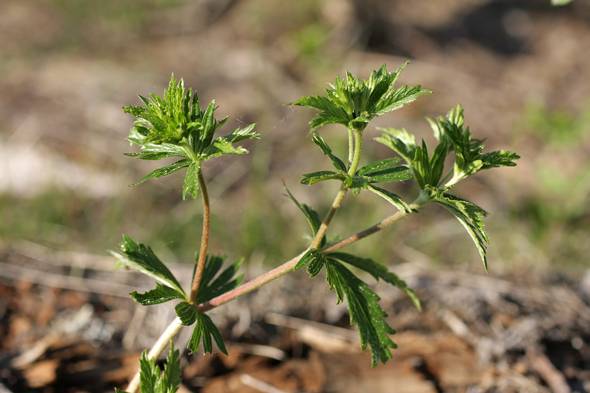 Изображение особи Potentilla erecta.