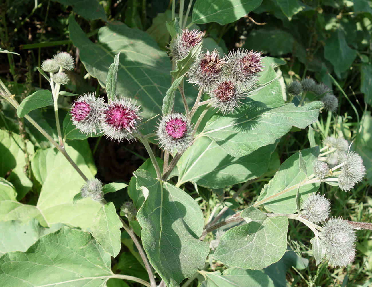 Изображение особи Arctium tomentosum.