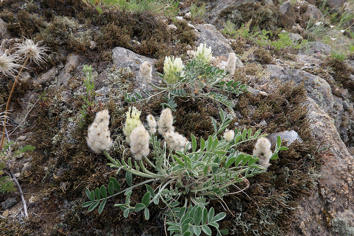 Image of Astragalus lupulinus specimen.