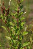 Oenothera rubricaulis. Средняя часть стебля. Тверская обл., Осташковский р-н, окр. дер. Кравотынь, рядом с дорогой на песчаной почве. 18.07.2019.