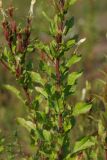 Oenothera rubricaulis