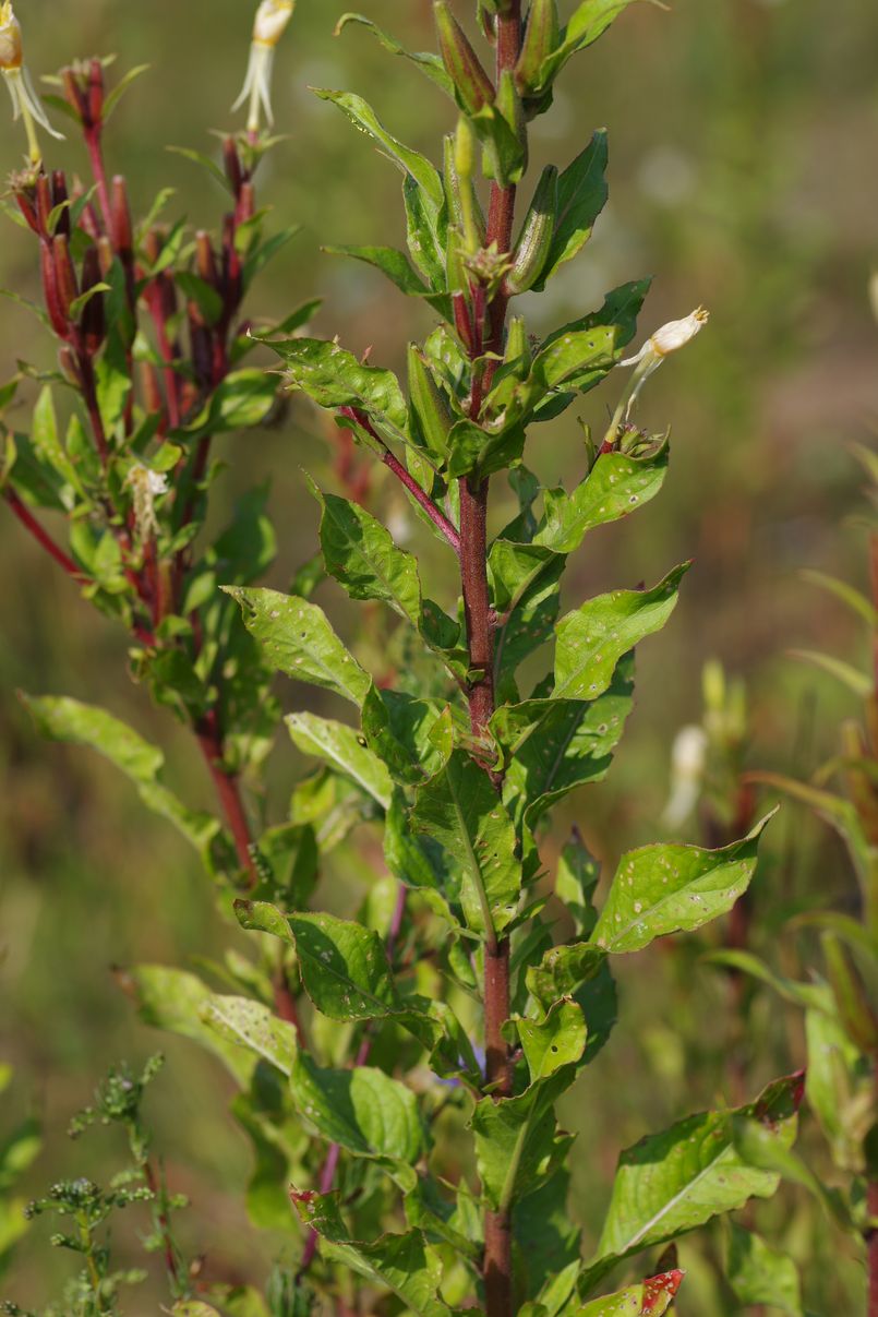 Image of Oenothera rubricaulis specimen.