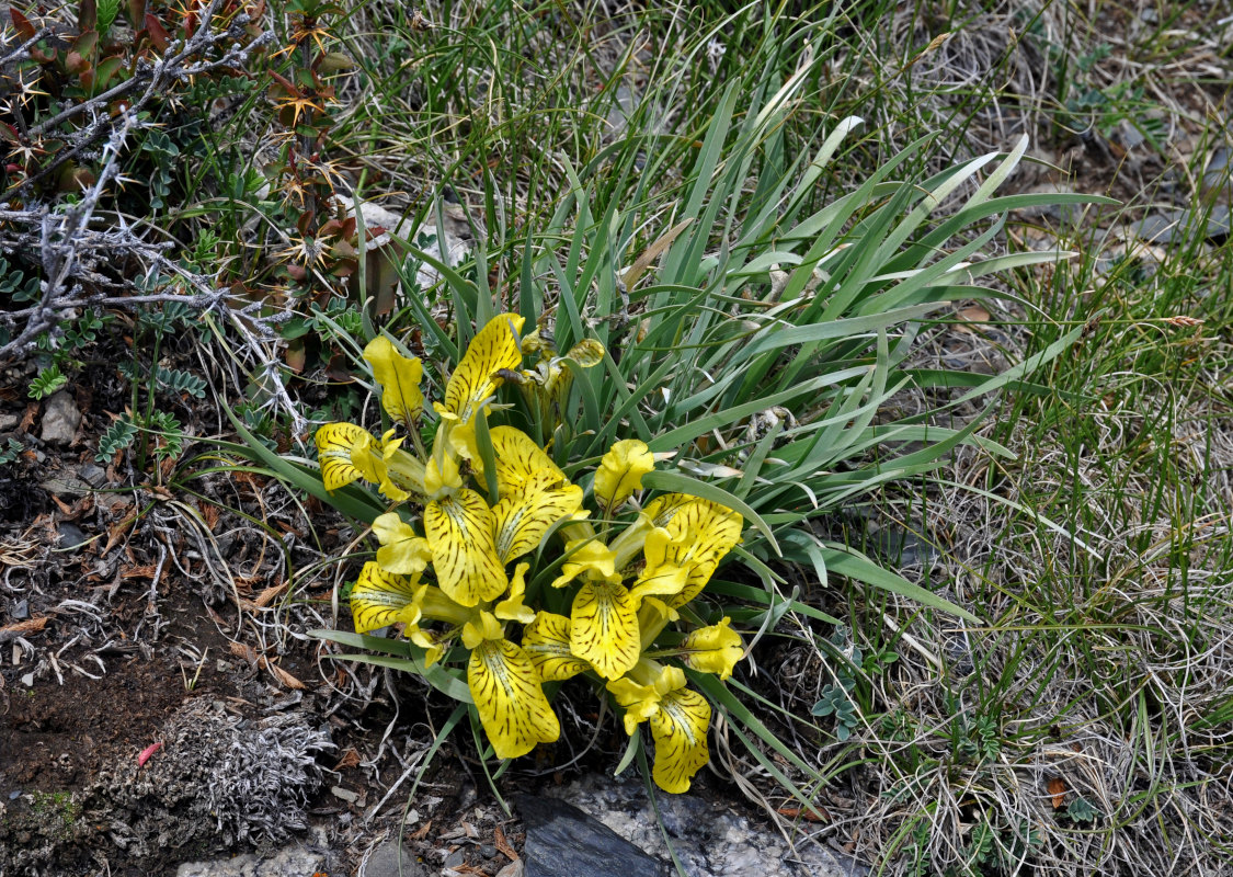 Изображение особи Iris potaninii.