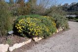 Euryops pectinatus