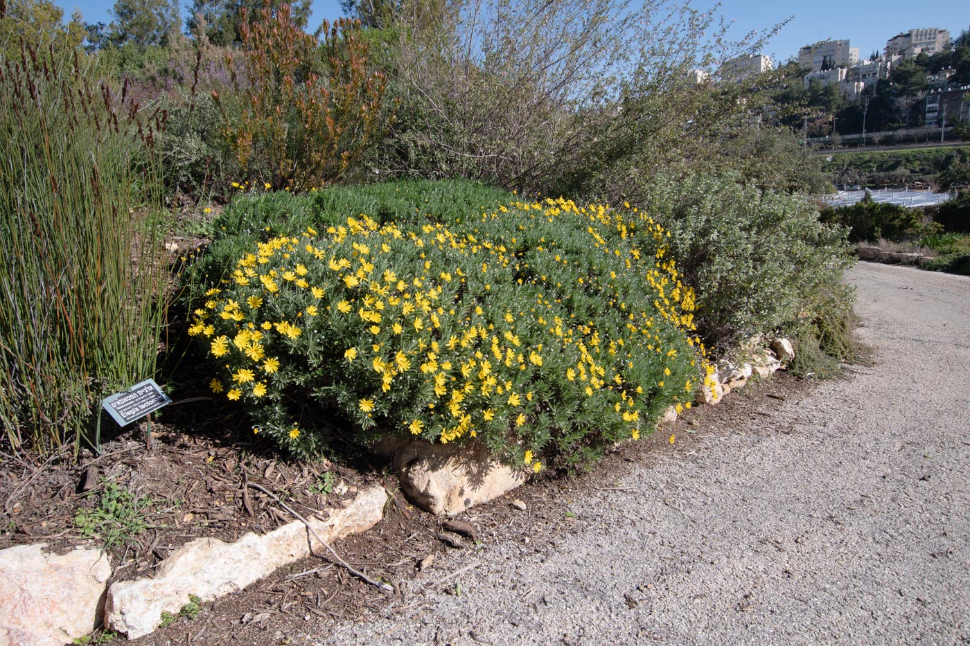 Изображение особи Euryops pectinatus.