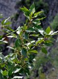 Populus laurifolia