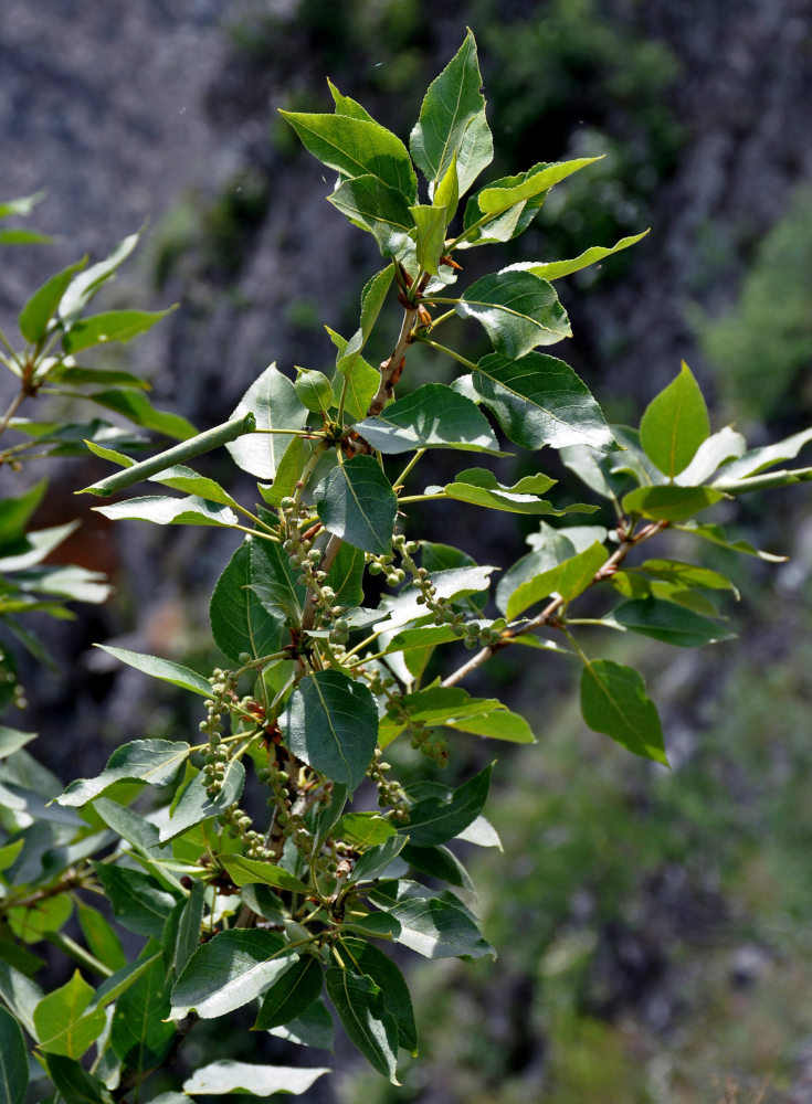 Изображение особи Populus laurifolia.