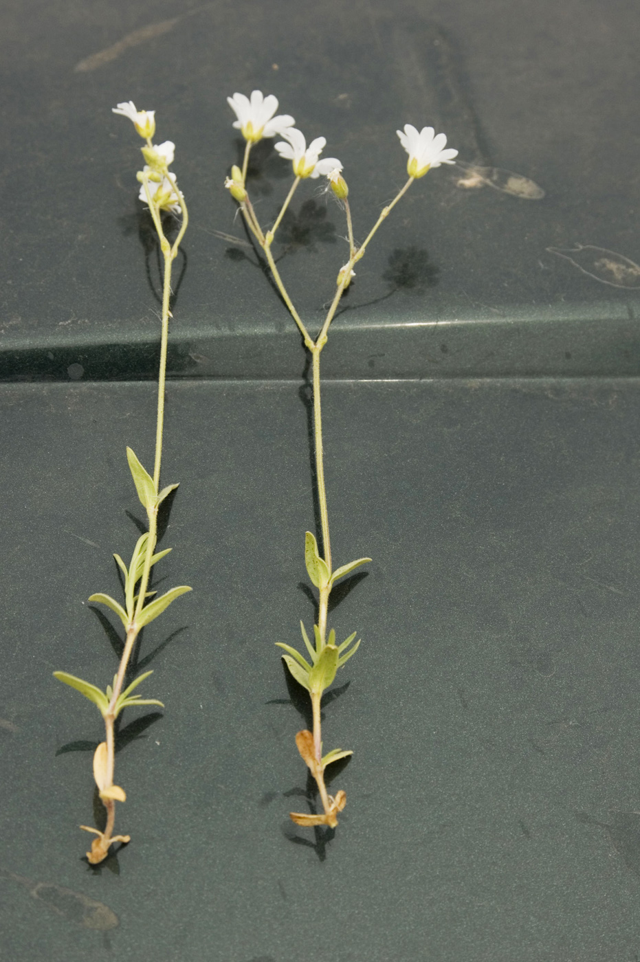 Image of Cerastium arvense specimen.