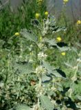 Marrubium anisodon