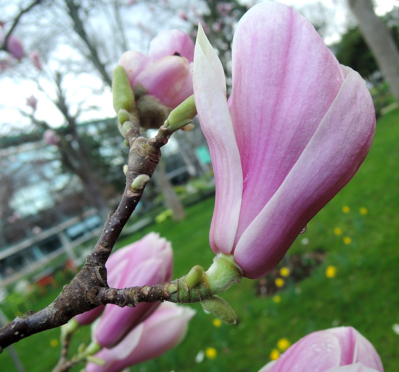 Image of Magnolia &times; soulangeana specimen.